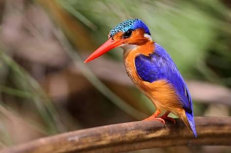 Burung Langka Yang Cantik, Namun Hampir Punah Di Dunia