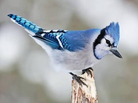 Burung Langka Yang Cantik, Namun Hampir Punah Di Dunia