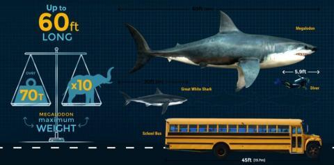 430 Koleksi Foto Penampakan Hiu Megalodon HD