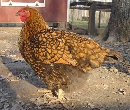 Asites Penyakit Pada Ayam Yang Jarang Di Ketahui