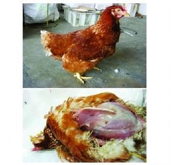 Asites Penyakit Pada Ayam Yang Jarang Di Ketahui