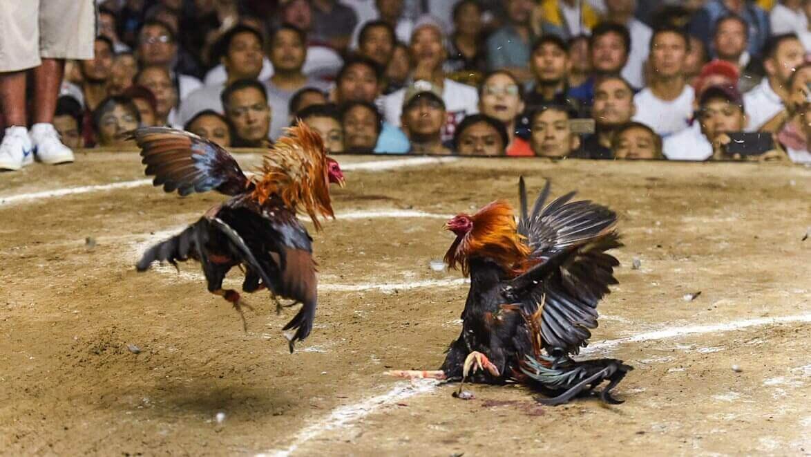 Melihat Industri Sabung Ayam Di Filipina Yang Bernilai Miliaran Dolar Kaskus