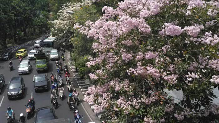 &#91;COC GL&#93; Tabebuya : &quot;Sakura&quot; Di Surabaya