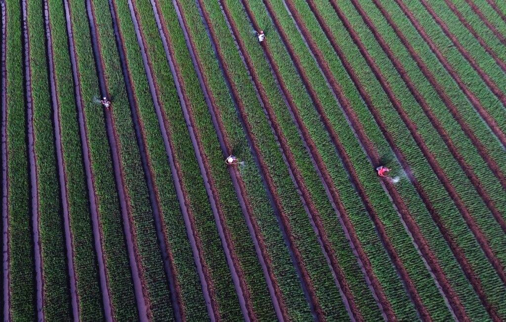 NasDem Dorong Pemerintah Perluas Lahan Pertanian
