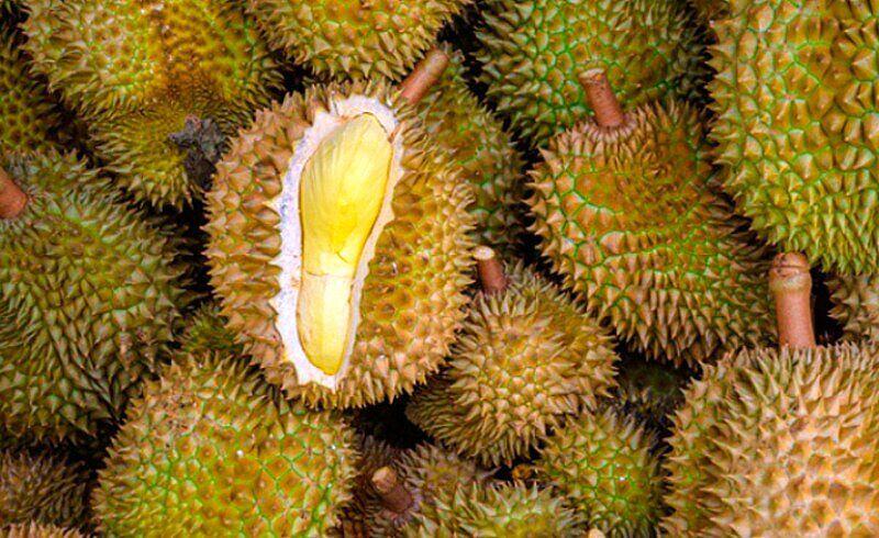 Belum Makan Durian Kalau Belum Makan Durian Tigalingga