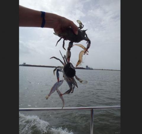 Kotoran Burung Membentuk Burung itu Sendiri, Inilah 9 Hal Unik Penuh Keanehan