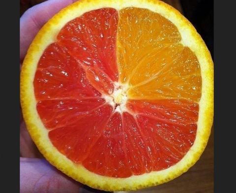 Kotoran Burung Membentuk Burung itu Sendiri, Inilah 9 Hal Unik Penuh Keanehan