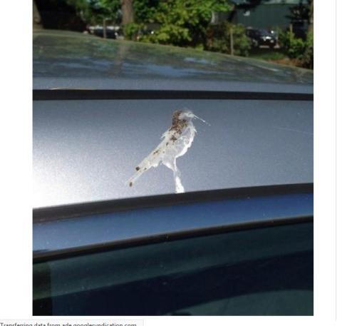 Kotoran Burung Membentuk Burung itu Sendiri, Inilah 9 Hal Unik Penuh Keanehan