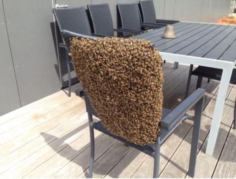 Kotoran Burung Membentuk Burung itu Sendiri, Inilah 9 Hal Unik Penuh Keanehan