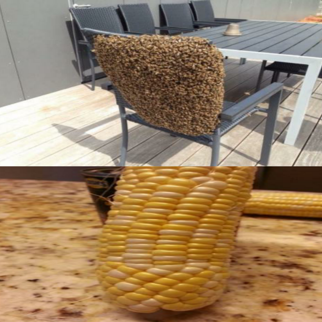 Kotoran Burung Membentuk Burung itu Sendiri, Inilah 9 Hal Unik Penuh Keanehan