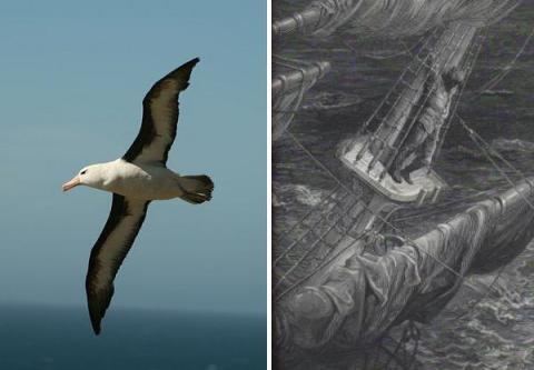 7 Hewan Urban Legend Paling Mengerikan Di dunia