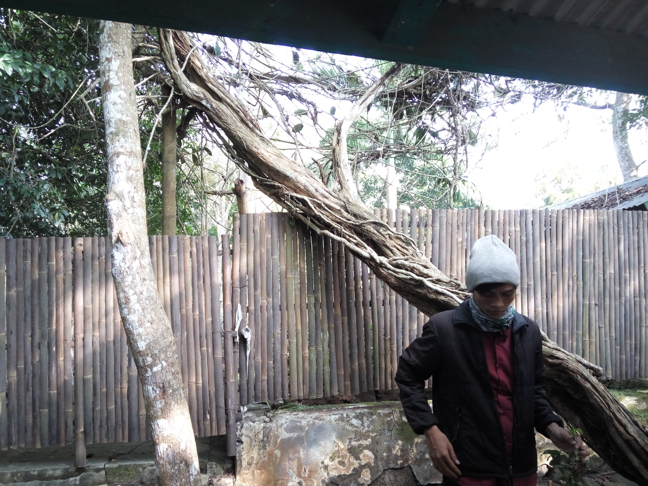 KISAH HIKAYAT POHON CABE BERUMUR RATUSAN TAHUN Dan SAMBAL CIBIUK YANG POPULER