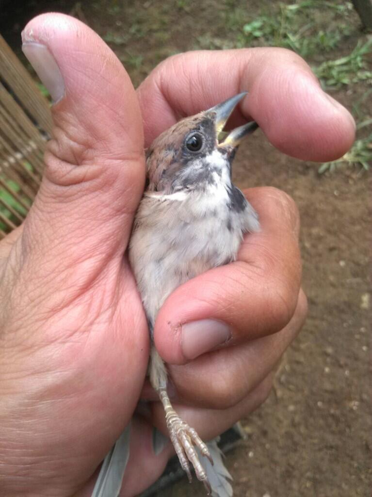 78 Gambar Burung Gereja Betina Hd Paling Unik Free Gambar Burung