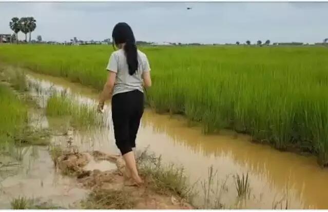 Pematang Sawah Jadi Saksi Bunga Desa Kehilangan Kesucian Menjelang Bulan Suci