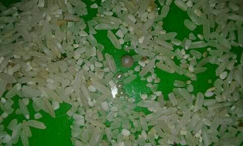 Manfaat mustika lipan