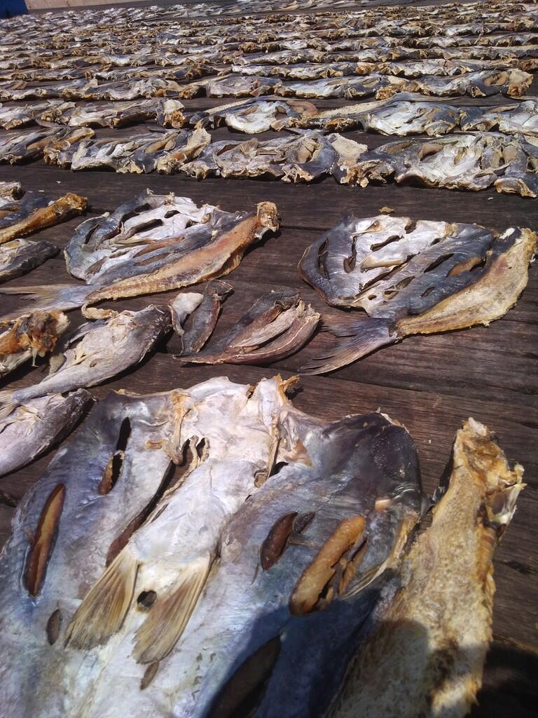 AGEN IKAN ASIN JAMBAL ROTI, MURAH, KUALITAS DIJAMIN!