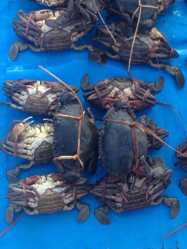 Komoditi Kepiting Bakau Papua - Sorong