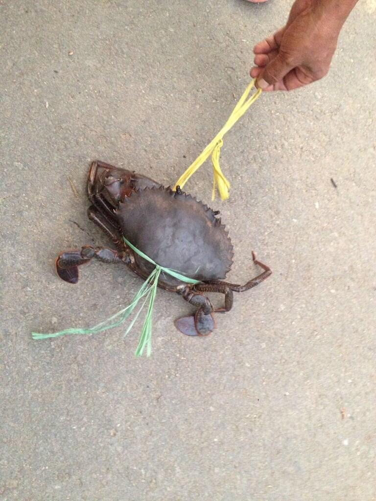 Komoditi Kepiting Bakau Papua - Sorong