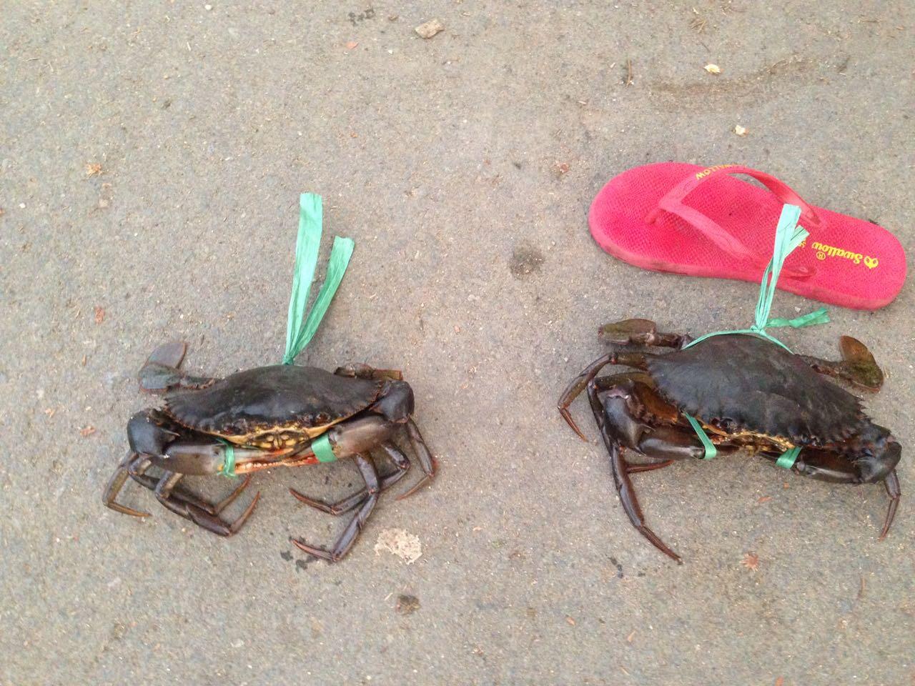 Komoditi Kepiting Bakau Papua - Sorong
