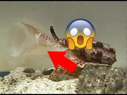 Kalau Lihat Hewan atau Tumbuhan Ini Buruan Lari dan Minta Pertolongan Jika Ingin Aman