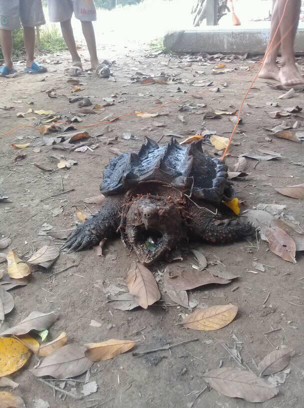 ADA YG TAU INI KURA-KURA JENIS APA GAN ?? DITEMUKAN DI PEDALAMAN KALIMANTAN