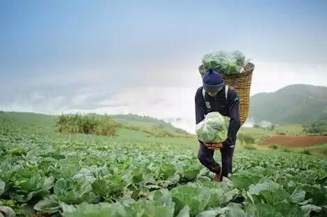 Ketika Pohon Saling 'Berbicara'