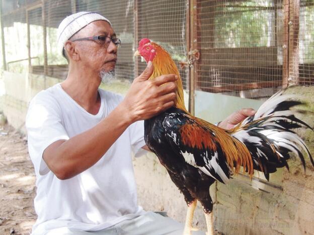 Hobi Ayam Bangkok Indonesia