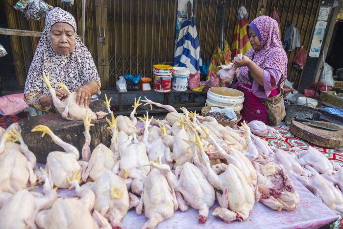 Tekan lonjakan, Kemenag atur ulang suplai daging ayam