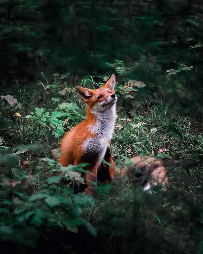 14 Foto Keren Rubah Ini Bikin Puasa Jadi Gak Terasa, Gemas!