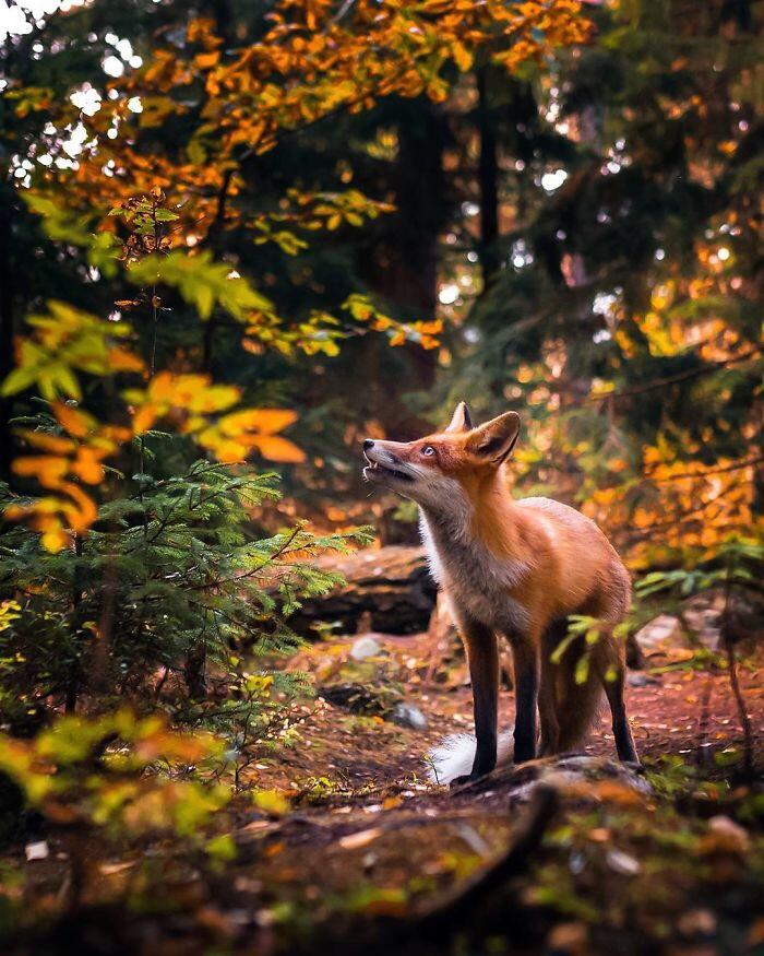14 Foto Keren Rubah Ini Bikin Puasa Jadi Gak Terasa, Gemas!