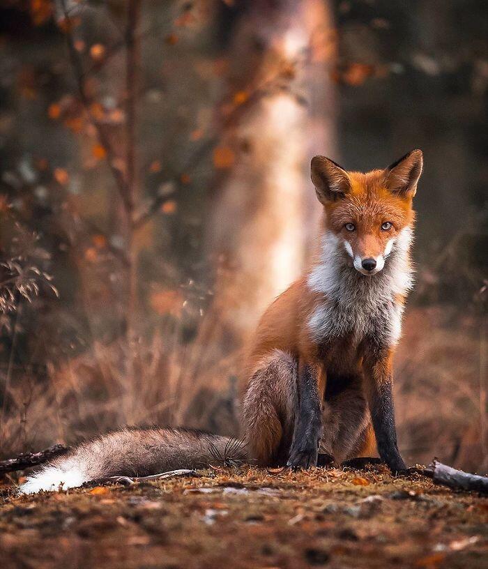 14 Foto Keren Rubah Ini Bikin Puasa Jadi Gak Terasa, Gemas!