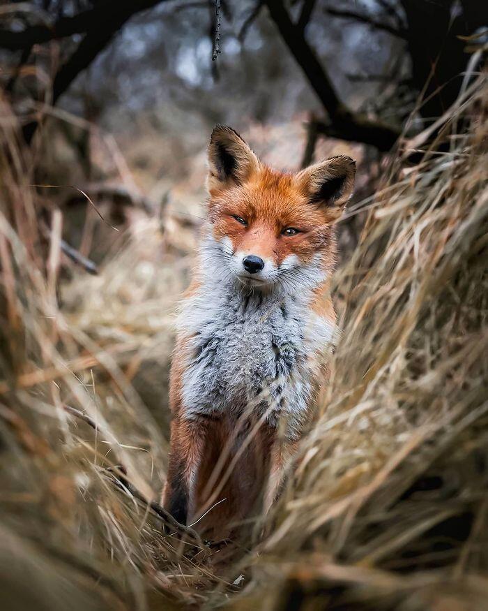 14 Foto Keren Rubah Ini Bikin Puasa Jadi Gak Terasa, Gemas!