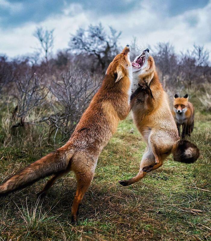 14 Foto Keren Rubah Ini Bikin Puasa Jadi Gak Terasa, Gemas!