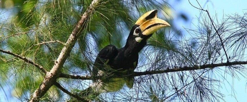 5 Aktivitas Seru di Langkawi, Mau Coba Memberi Makan Elang Liar?
