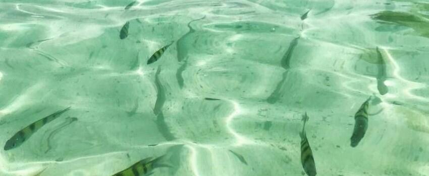 5 Aktivitas Seru di Langkawi, Mau Coba Memberi Makan Elang Liar?