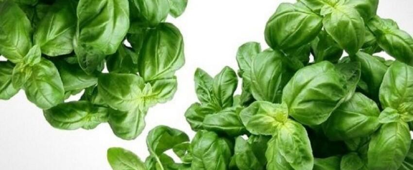 Gak Jauh dari Dapur, 6 Bahan Alami Ini Bikin Tubuhmu Harum Setiap Hari