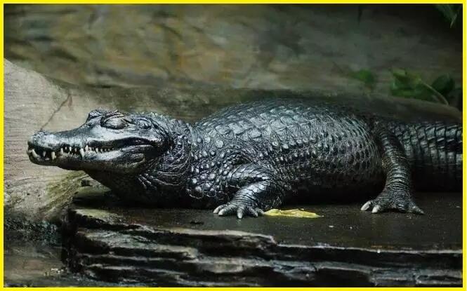 Ikan Bergerigi Mirip Manusia? Inilah 5 Hewan Mengerikan Penguasa Sungai Amazon