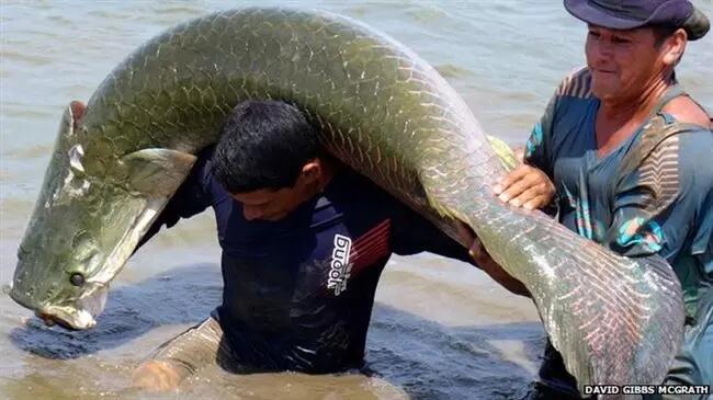 Ikan Bergerigi Mirip Manusia? Inilah 5 Hewan Mengerikan Penguasa Sungai Amazon