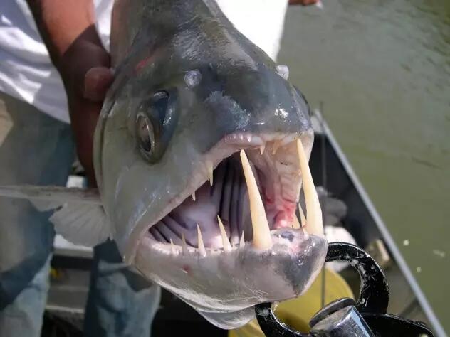 Ikan Bergerigi Mirip Manusia? Inilah 5 Hewan Mengerikan Penguasa Sungai Amazon