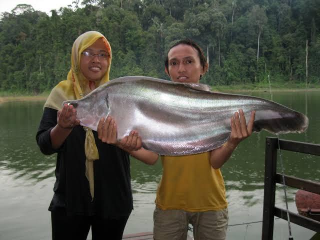 Ikan Belida Dari Ikan Konsumsi Menjadi Ikan Hias