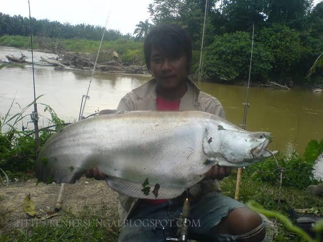 Ikan Belida Dari Ikan Konsumsi Menjadi Ikan Hias