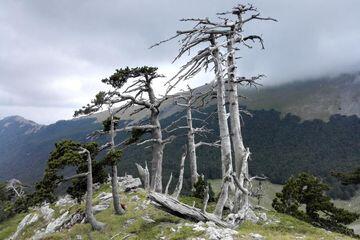 Pinus Heldreich, Pohon Tertua di Pedalaman Eropa Berusia 1230 Tahun

