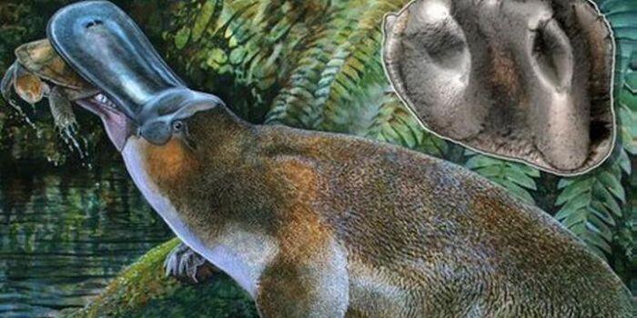 Platypus si 'Hewan Aneh' Blasteran Mamalia, Unggas, dan Reptil


