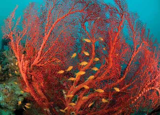 10 Hewan Laut Paling Berbahaya