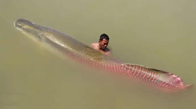 Jika Bertemu 4 Monster Sungai Ini Jangan Lari, Tangkap!