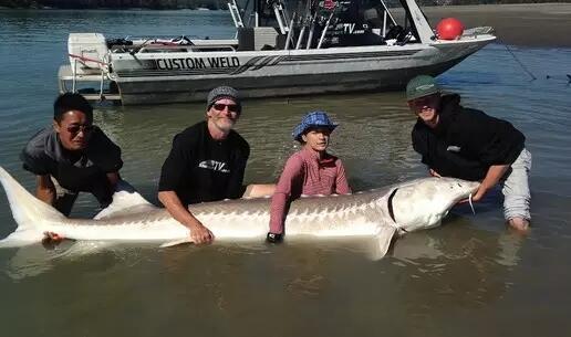 Jika Bertemu 4 Monster Sungai Ini Jangan Lari, Tangkap!