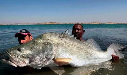 Jika Bertemu 4 Monster Sungai Ini Jangan Lari, Tangkap!