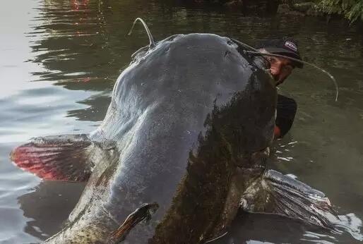 Jika Bertemu 4 Monster Sungai Ini Jangan Lari, Tangkap!