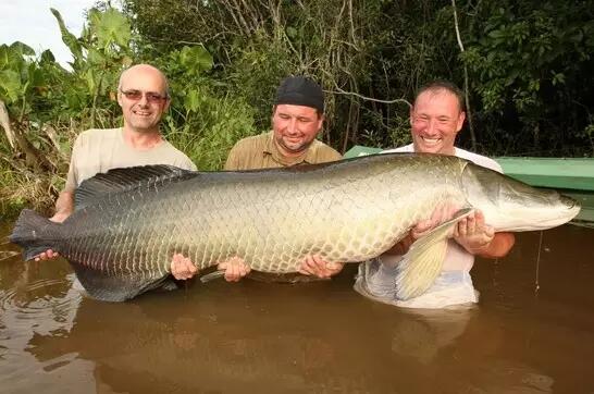 Jika Bertemu 4 Monster Sungai Ini Jangan Lari, Tangkap!