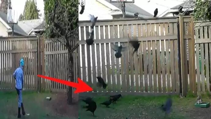 Gadis Ini Beri Makan Gagak, Tak Disangka! Balasan Burung Ini Sungguh Mengejutkan